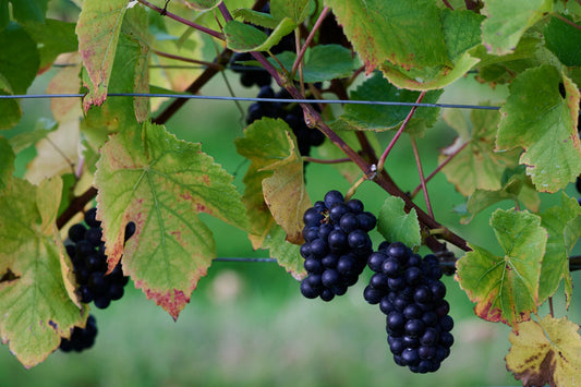 Crouch Valley Pinot Noir 2022