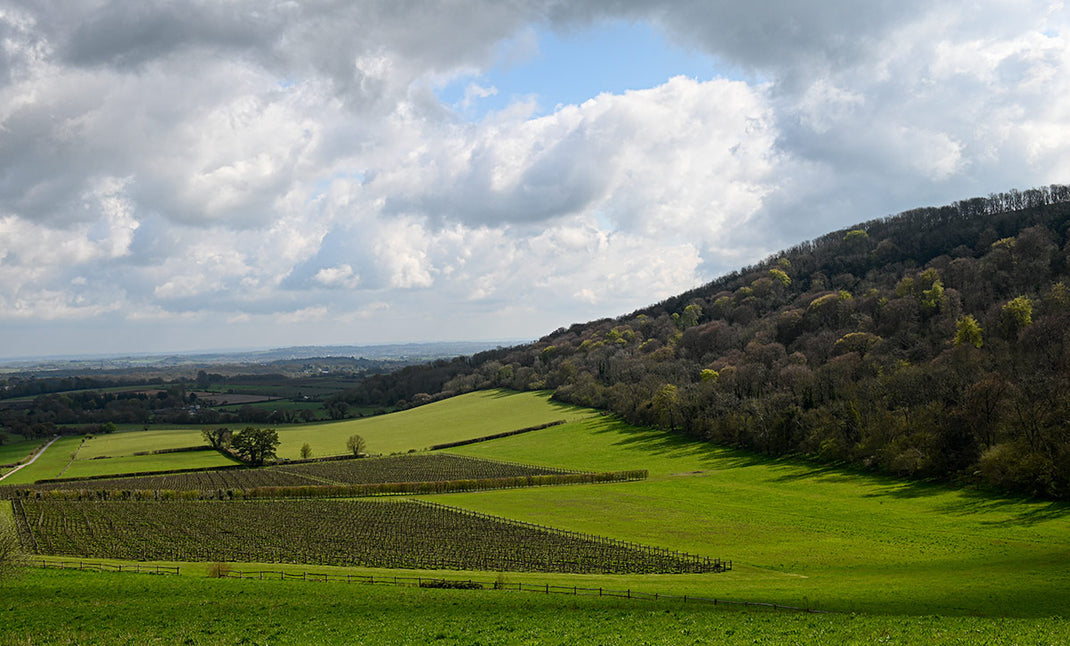 Sugrue South Downs English Sparkling Wine